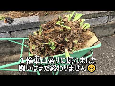 園芸 根茎アイリス、ガーデンアイリス、ヒゲアイリス