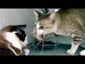 Cat Vs Mouse Part 3