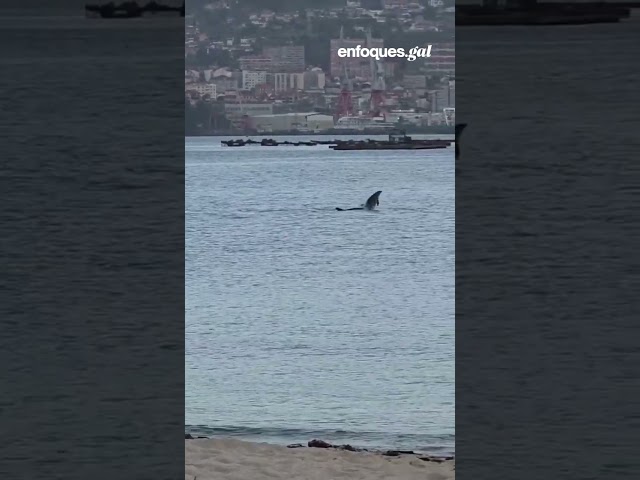 Vídeo relacionado con Los delfines tienen un juego de persecución, diseño para los amantes del arte ingenuos Camiseta
