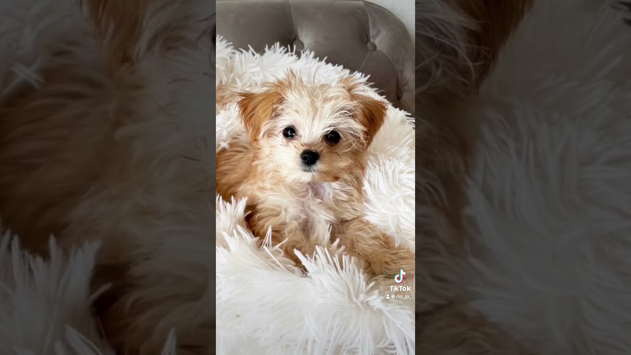 @rinda_latte_uyu #チワプー #犬のいる暮らし