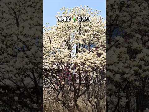 #찔레꽃#김용빈#신작뮤비