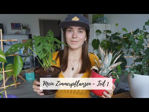Ich stelle euch meine Zimmerpflanzen vor - Teil 1