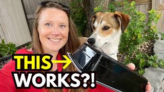 In-Motion “Leave It” Training That ACTUALLY Works on Dog Walks