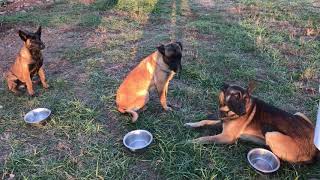 Video preview image #2 Belgian Malinois Puppy For Sale in WEST PLAINS, MO, USA