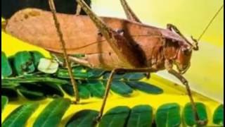 Download lagu Suwara 'BELALANG KEREK' Cocok Buat Masteran Segala Jenis Burung Kicau !!! mp3