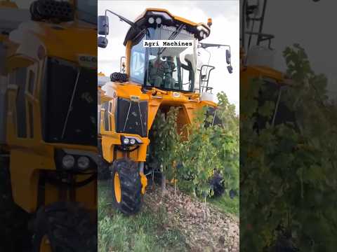 Field Demo Of Grapes 🍇 Harvester GL 6 || Made By Gregoire France || #shorts #harvesting