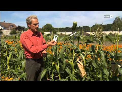 ORF WELTjournal / Unsere Nahrung - Die Saatgutretter