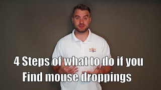4 Steps of what to do if you find mouse droppings