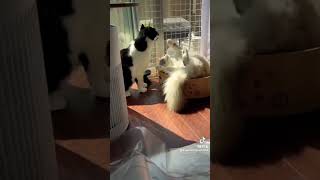 #猫　#猫のいる暮らし  #猫のいる生活  #日常  #かわいい