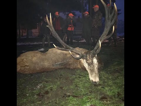 Driven Hunt (Wildboar/Red Deer) 2017-2018 (full action)