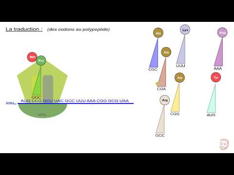 La synthèse des protéines