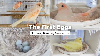 The Canary Breeding Season Has Started 🎉🐣