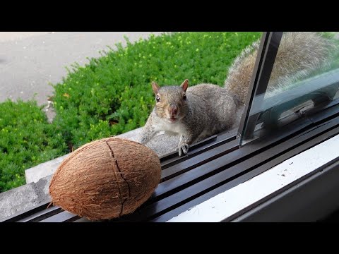 Réactions des écureuils face à une noix de coco entière, avec un tournant inattendu