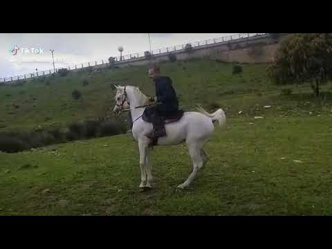 RB AMMIR . AJA JUSTIFIED & EXOTIC SAHARA BY Al Lahab