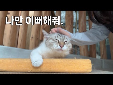 다섯 묘르신들만 산책시켜주기｜고양이도 얼굴을 보나요?