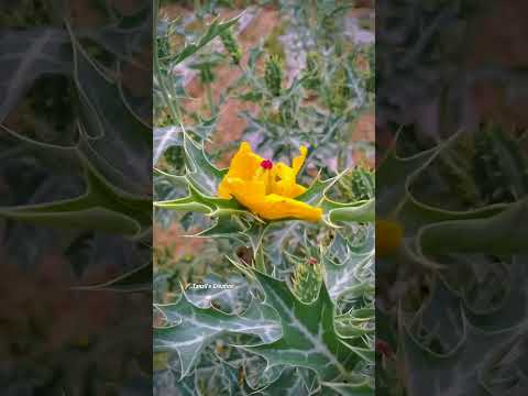 Mexican prickly poppy Flower🌼