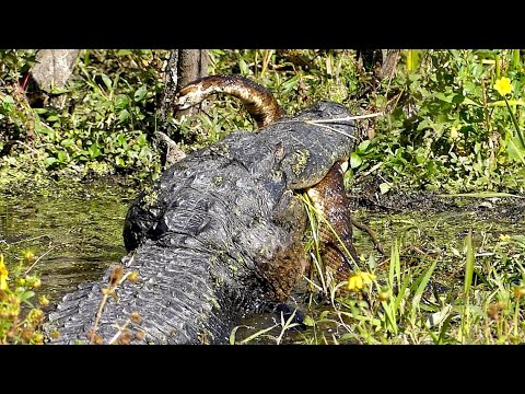 Massive Gator Swallows Huge Cottonmouth Snake (Water Moccasin)