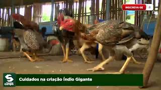 Miniatura do vídeo