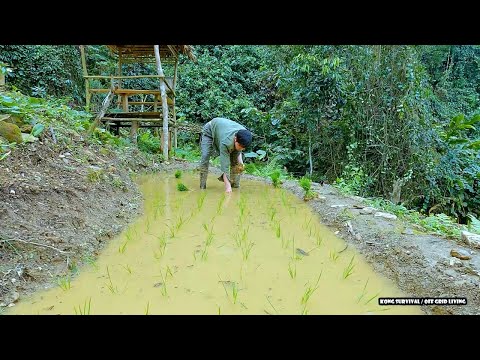 Start growing wet rice in the rainforest | Living Off Grid - Ep.97
