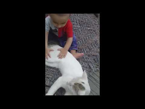 My Nephew With TikTok Cat 2022 | viral shorts | talented baby | #shorts #funnyvideo