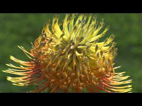 SHARP Hawaiin Reflection (1080p) www.voranatehifi.com