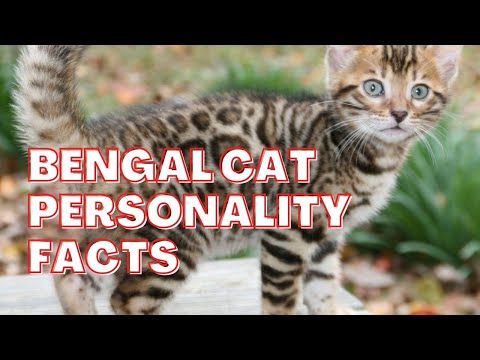 Bengal cats || Bengal cat personality facts || Bengal cat temperament