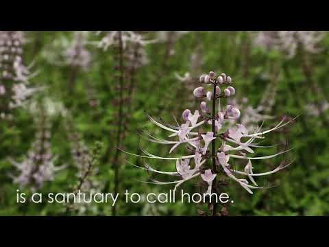 Sierra Hijauan video