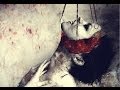 CALIBAN - "I AM GHOST" (Unofficial Music ...