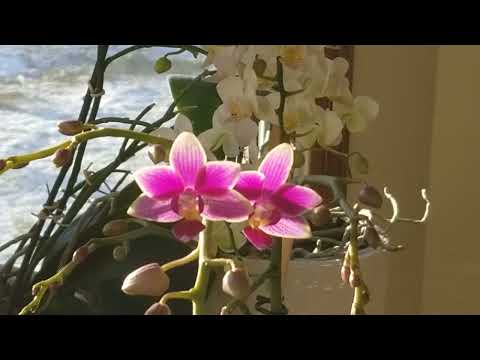 January 2022 Orchid Blooms Tour!