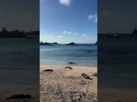 Sea Lions resting in San Cristobal town - Galapagos Island