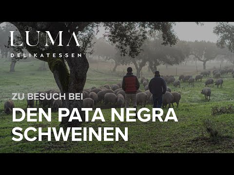 Zu Besuch bei den Pata Negra Schweinen
