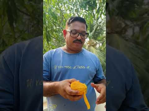 ALPHONSA MANGO REVIEW @razzgarden #9562600777