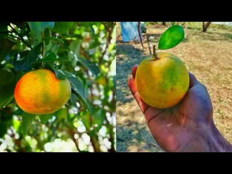 DÉCIMA PANAMEÑA, EL CAMPESINO