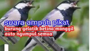 Download lagu Suara ampuh pikat burung gelatik betina manggil jantan auto ngumpul semua mp3