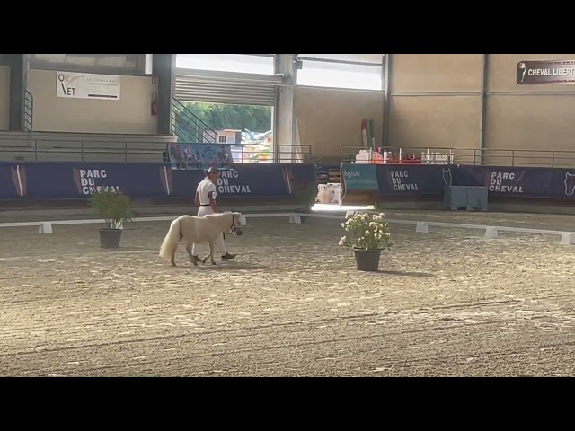 Pouliche PP shetland 