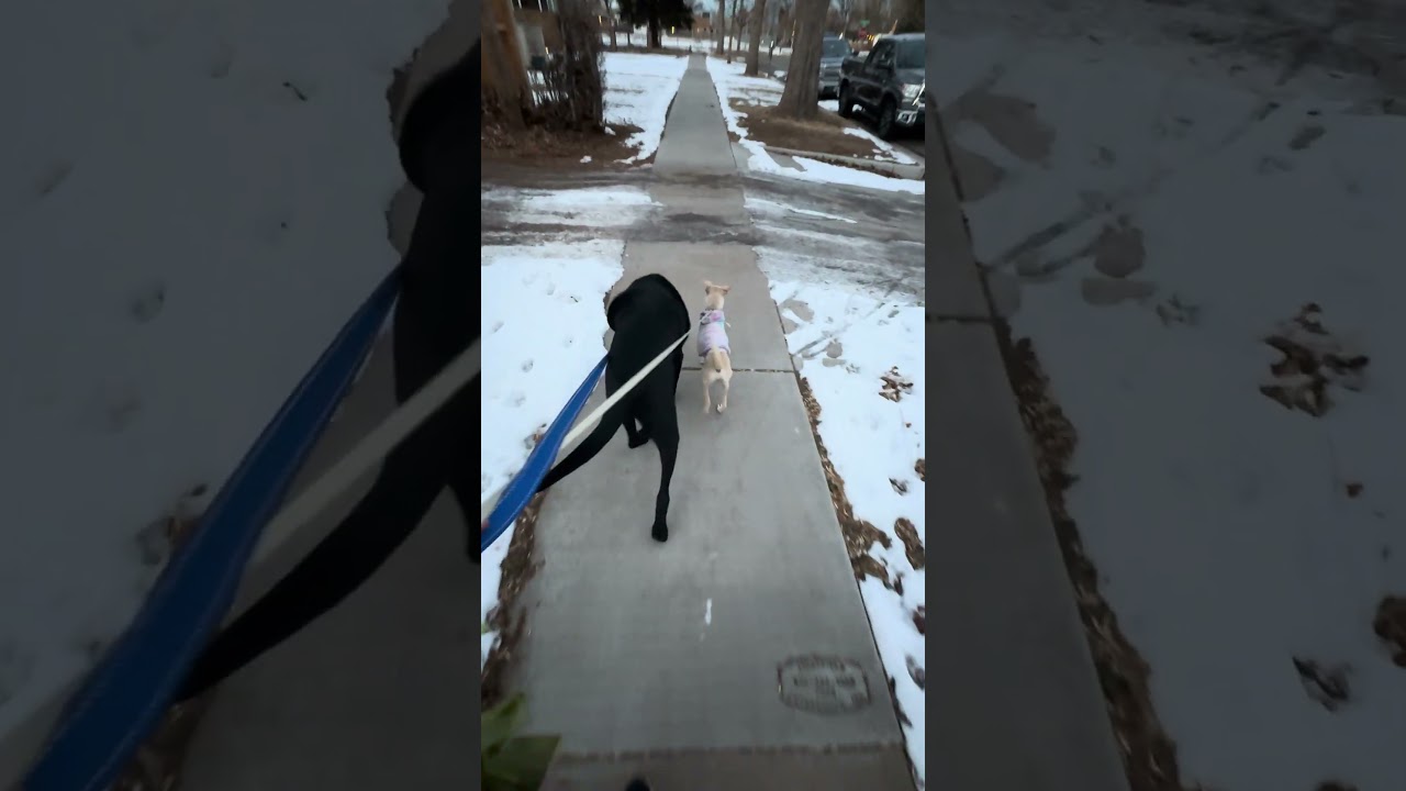 Enlarge Mickey, a ADOPTABLE mixed breed in Fort Collins, CO video 6/6