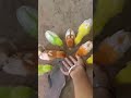 Cute Chucha Chucha Trending Viralshorts