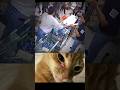 Bro Just Make It Worst Cat Funny Explore Memes Reaction Viralvideo Shorts