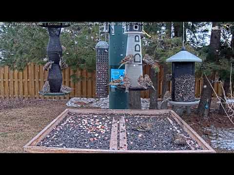 Snow Continues To Fall At Finch-Filled Ontario Feeders – May 7, 2020