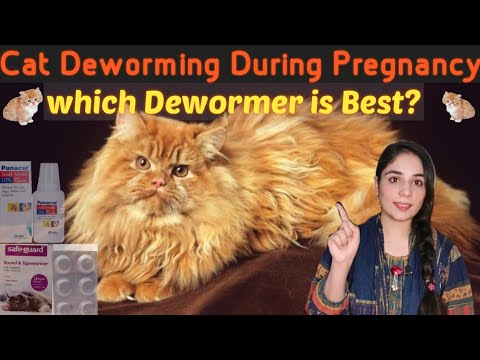 Cat deworming during pregnancy / How to deworm pregnant cat /Symptoms of Cat worms /Dr.Hira Saeed