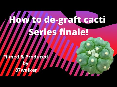 How To De-Graft Cacti - Series Finale!