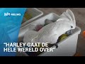 Harley de kaketoe is wereldberoemd