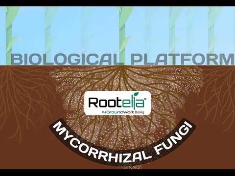 Rootella Mycorrhizal Inoculants - Working Mechanism logo