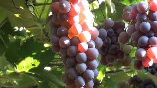 preview picture of video 'Produção de uvas niagara. Parreiras, Vinhas, Tupi Paulista,'