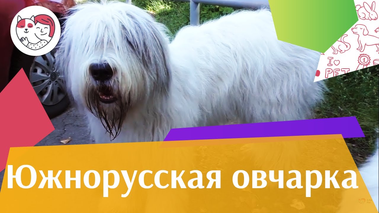 Южнорусская овчарка на ilikepet. Особенности породы, уход