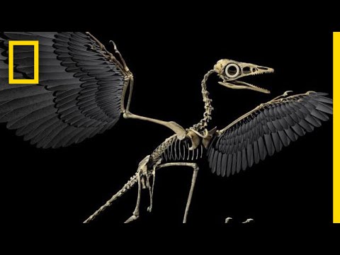 How Birds Evolved from the Dinosaurs of Old