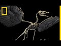 Are Birds Modern-Day Dinosaurs? | National Geographic