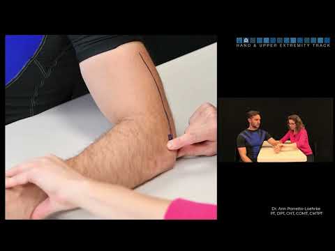 Bony Surface Anatomy   elbow
