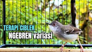 Download lagu suara burung CIBLEK GACOR NGEBREN Pancingan Ciblek Semi bahan jadikan ciblek kristal gacor Tarung mp3