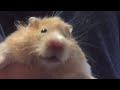 How To Make A Hamster Fat